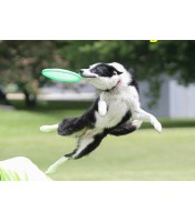 OEM PRODUCTS frisbee dog