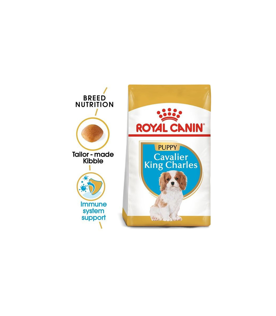 cavalier royal canin