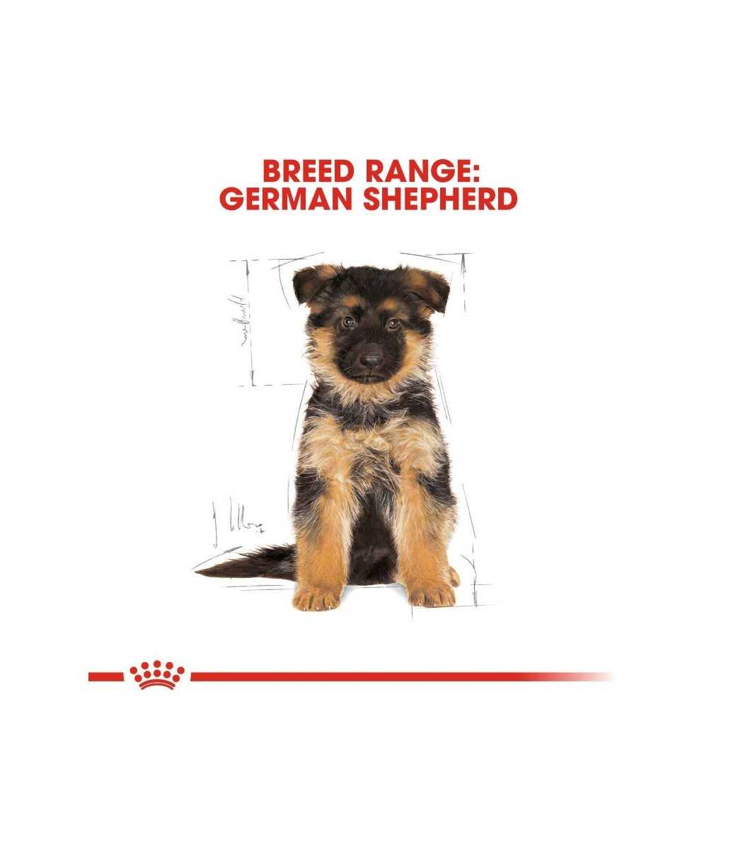 German Shepherd puppy 3kg