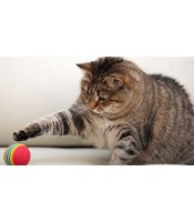 Happy Pet Ball Cat Toy Jar CAT BALL