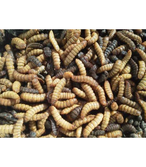 Insect  Silkworm &amp; Carrot 100 gr