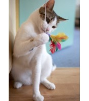 Cat Playing with a Feather Toy CAT PLAY