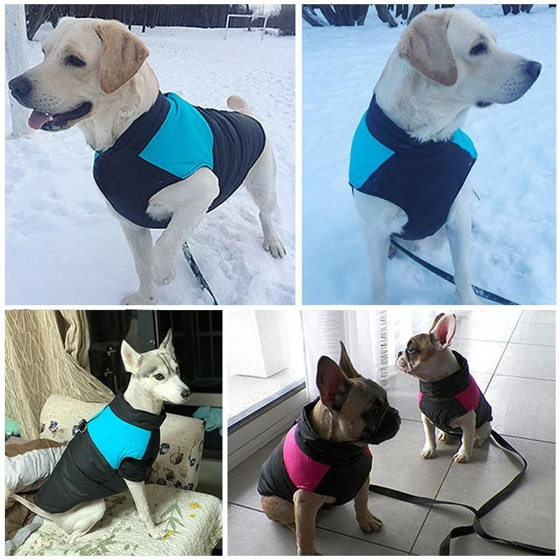 winter dog apparel