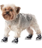 dog shoes sneakers
